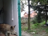 gizalki-do-wieszania-zwierzyny-9